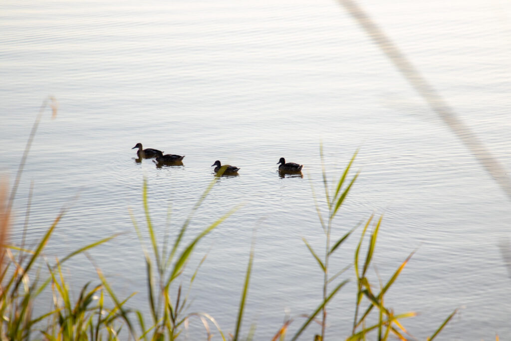 Biodiversidad en la Albufera de Valencia